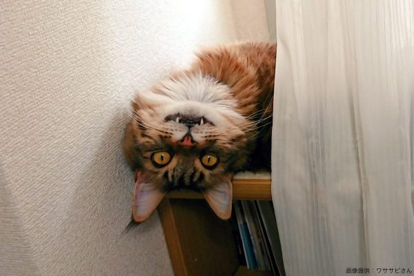 チェシャ猫のような猫