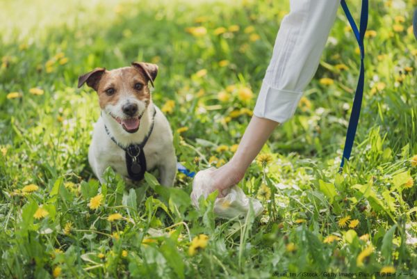 犬・散歩