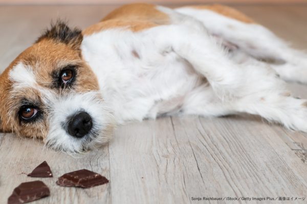 犬・チョコレート