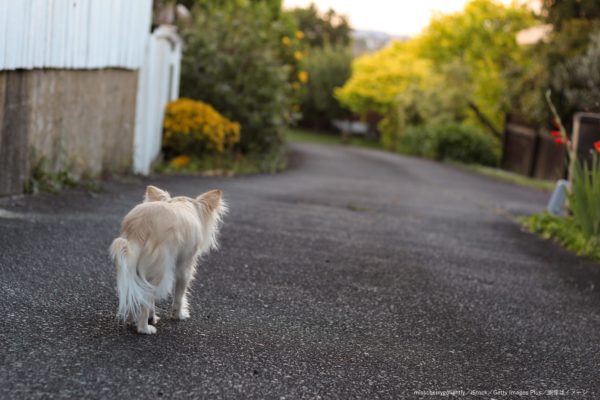 犬・脱走・迷子