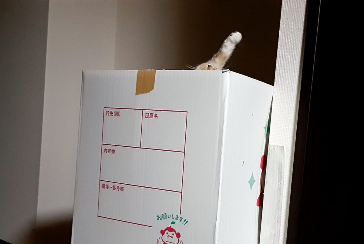 sirabee0929?cat_donguri2