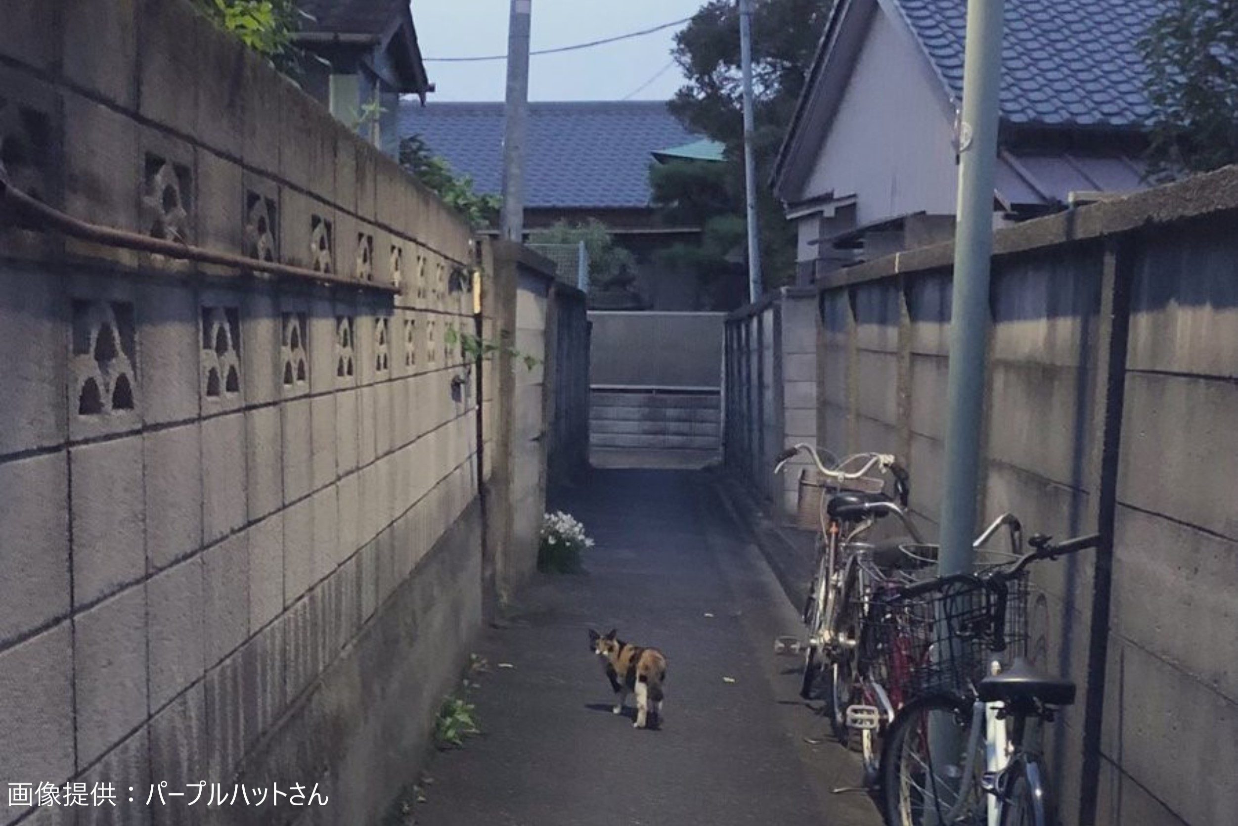 夜が近づく路地裏の小道 猫を写した一枚が完全にホラーゲームの導入部分だと話題 Sirabee