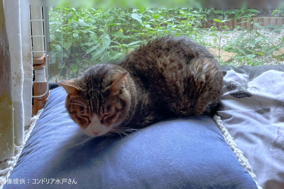 sirabee20210919neko1