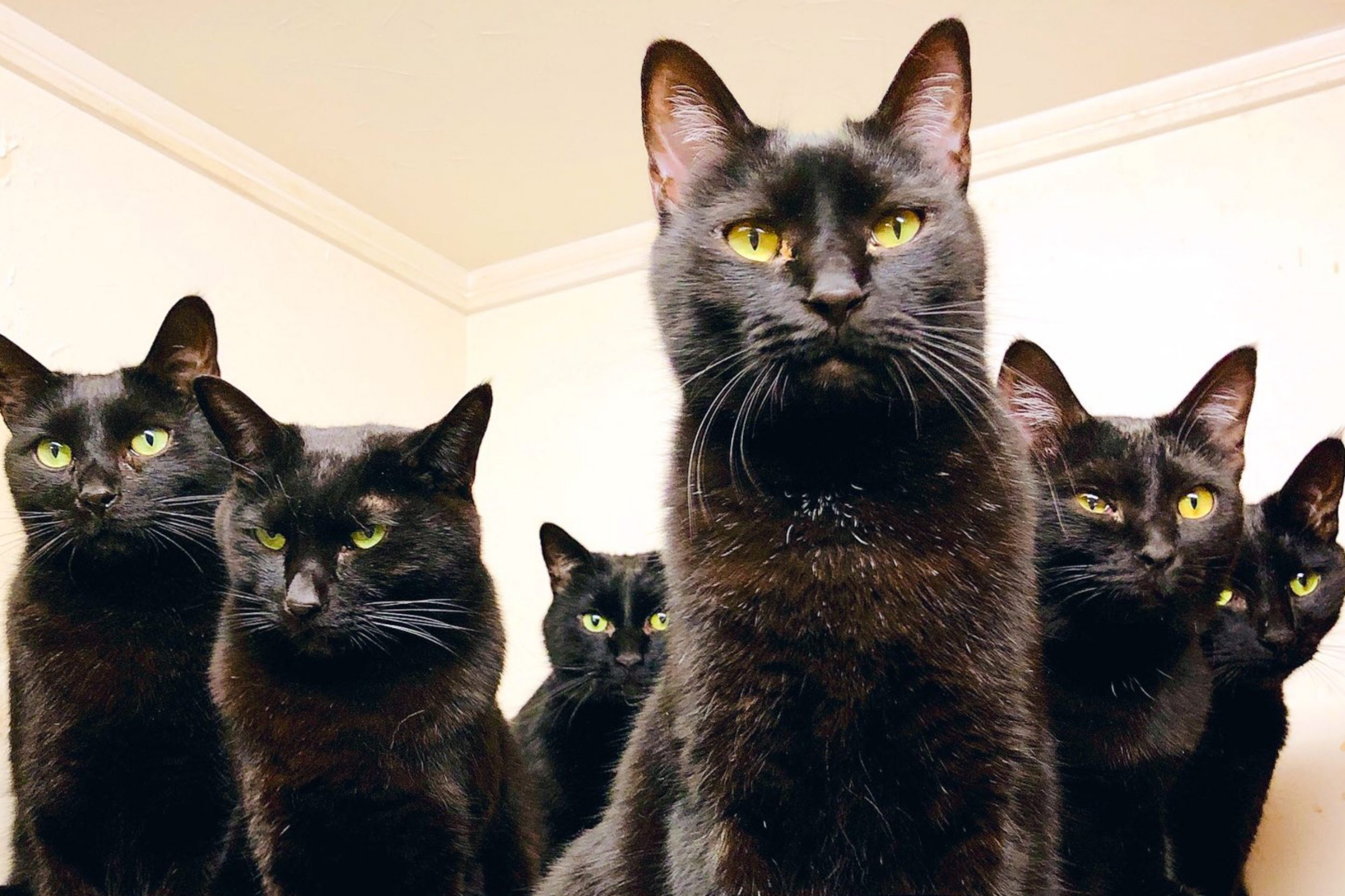 自宅に 猫の出荷場 黒猫たちが整然とコンテナに並ぶ姿が話題 Sirabee