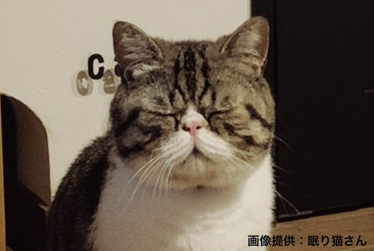 sirabee20210928_cat_nemuri1