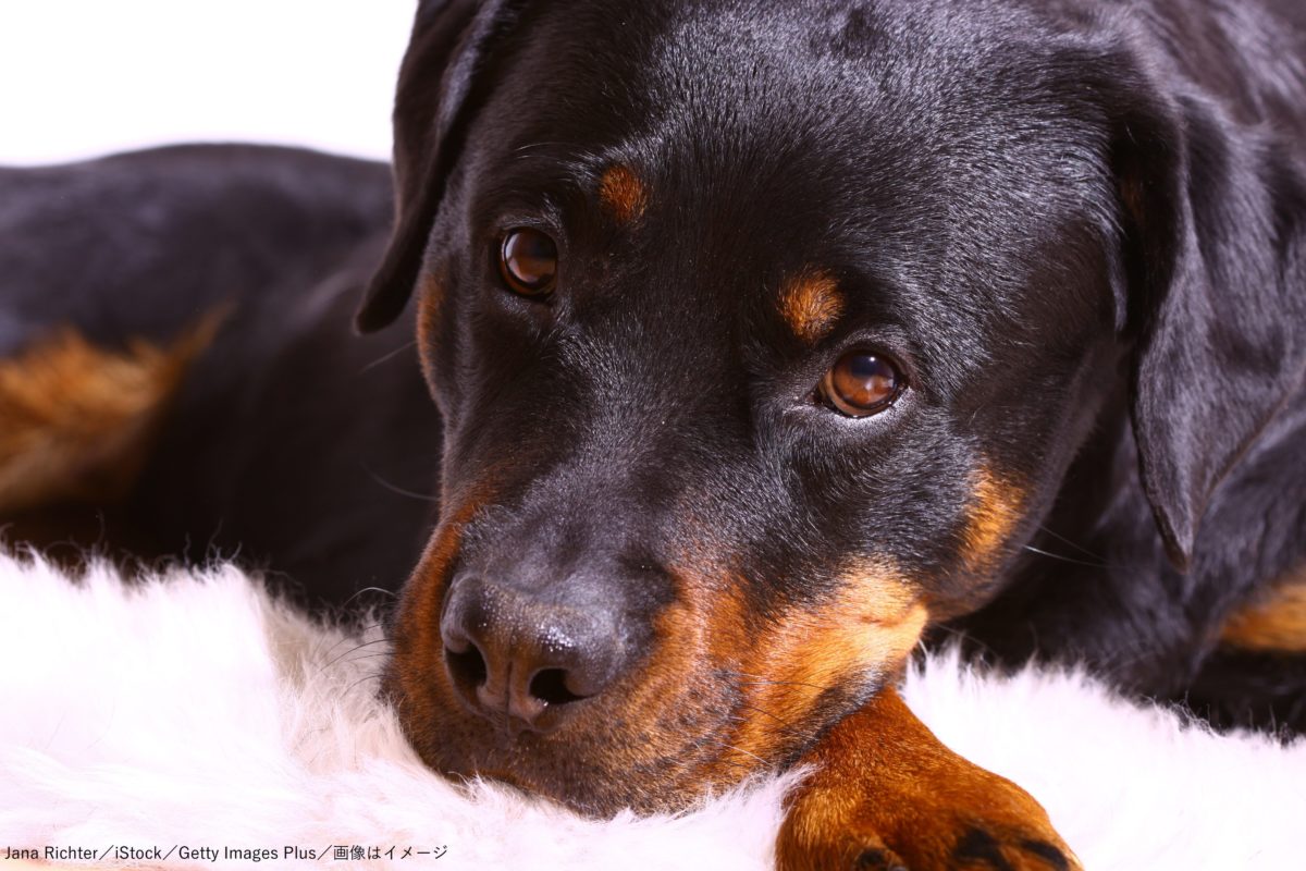 飼い犬の体調不良はアダルトグッズを飲み込んだせい 多発するペットの誤飲事故 Sirabee