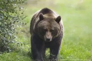 熊被害が急増、“クマ擁護派”の「人間が悪い」論に被害者親族から怒りの声