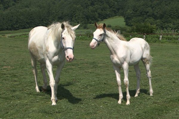 ハクノバスケ仔馬時代（純白のサラブレッドたち）