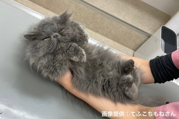 保護猫_tefuchan1