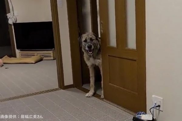 犬