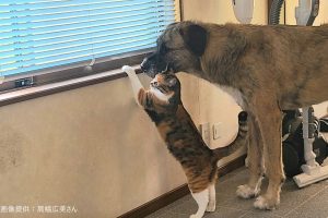 猫と犬