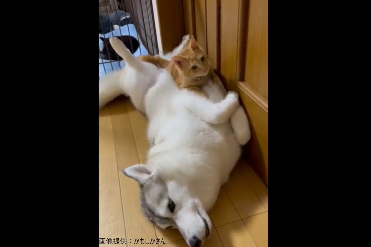 猫