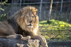 自撮りしようとライオンの囲いに入った男性が死亡　昼の動物園で大惨事