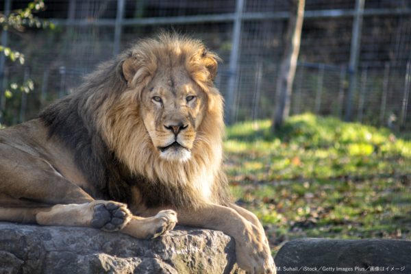 ライオン・動物園