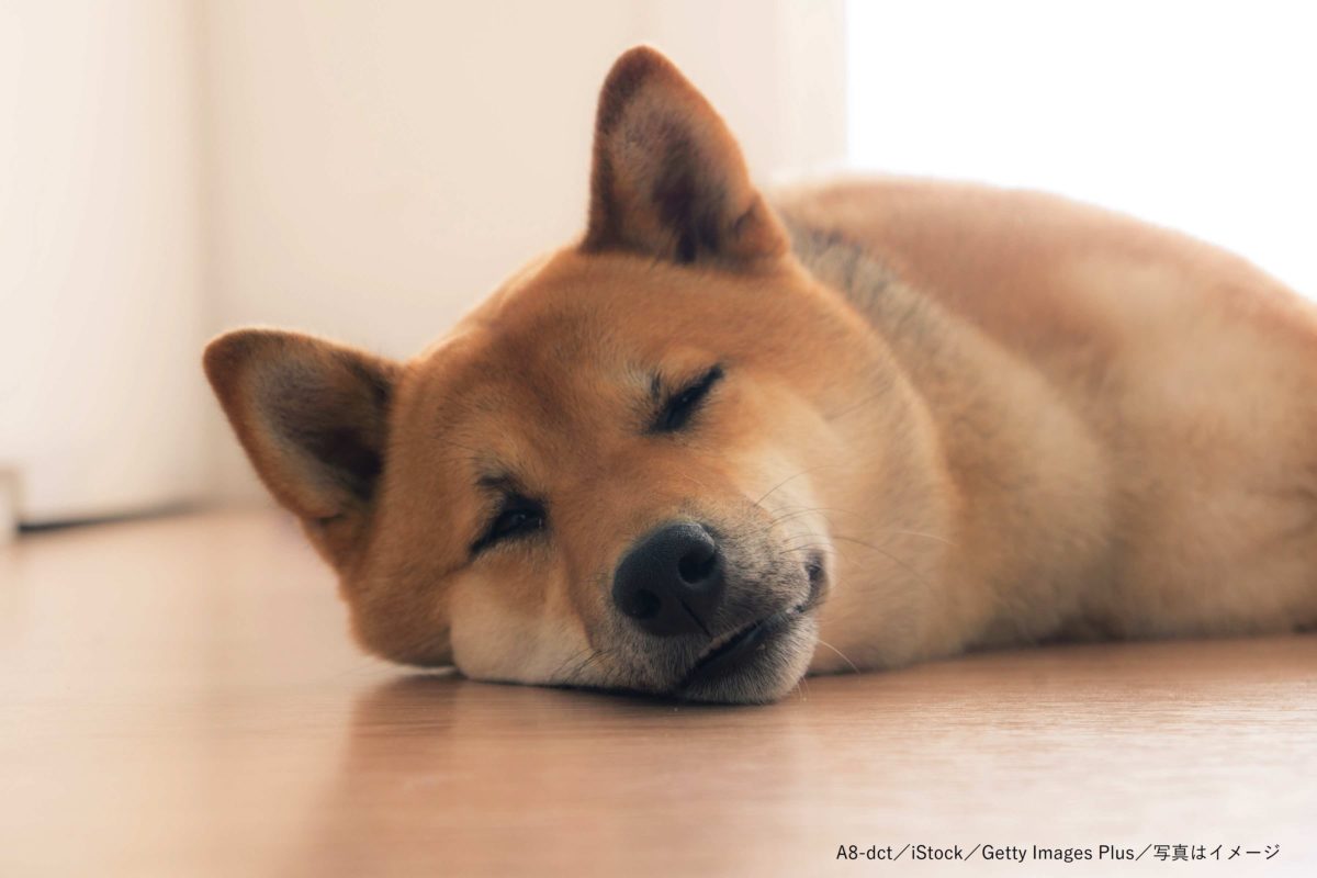 柴犬