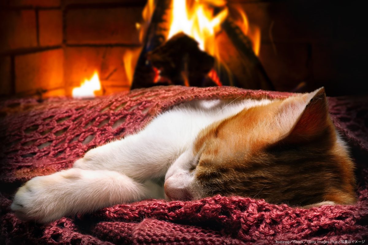 猫・暖炉