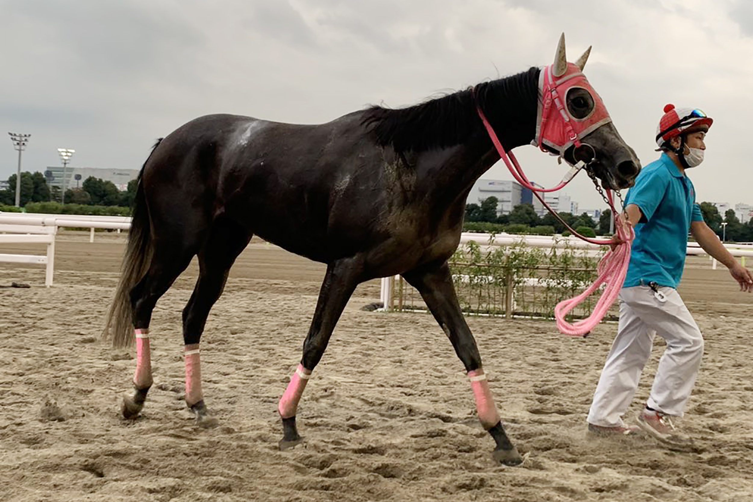 競走馬スモモモモモモモモが初勝利 レース実況アナ に称賛の声集まる Sirabee