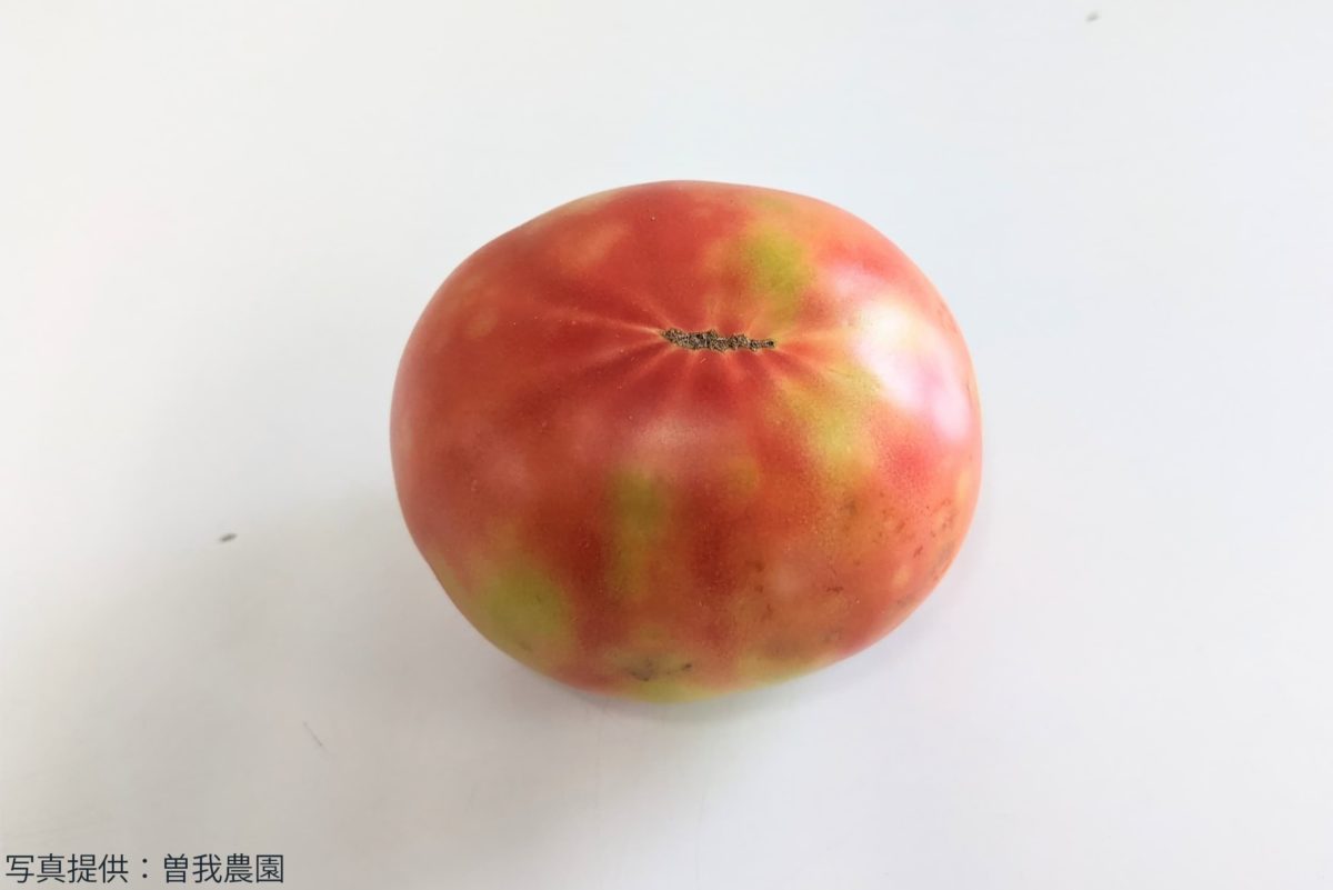 色ムラトマト
