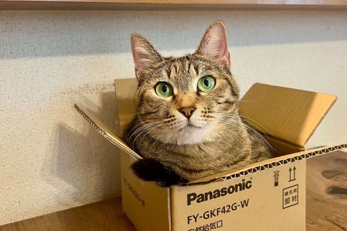 sirabee20211201neko3