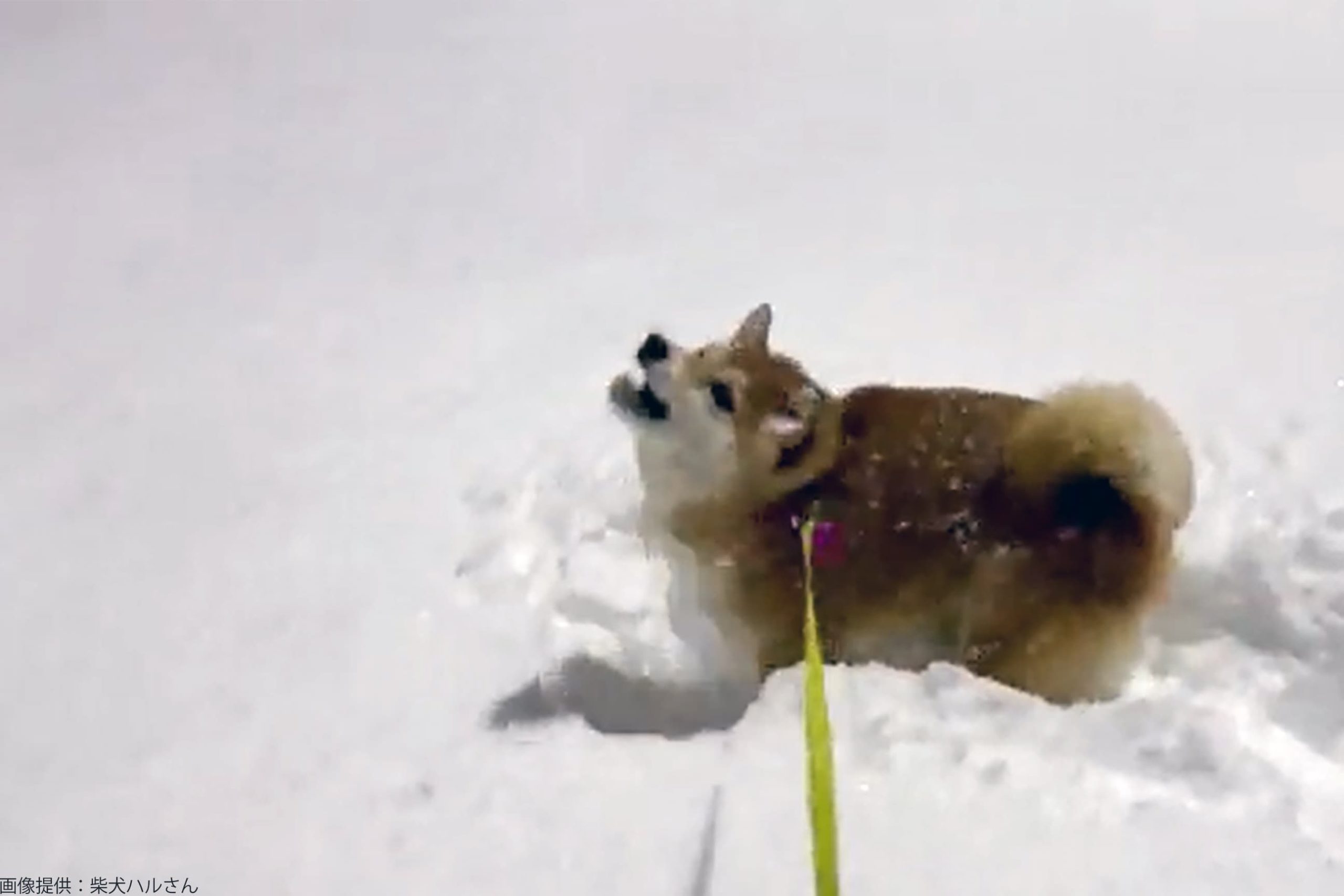 雪が大好き 美食家 な柴犬 飼い主は 降っている雪を食べようとする Sirabeesibaken1