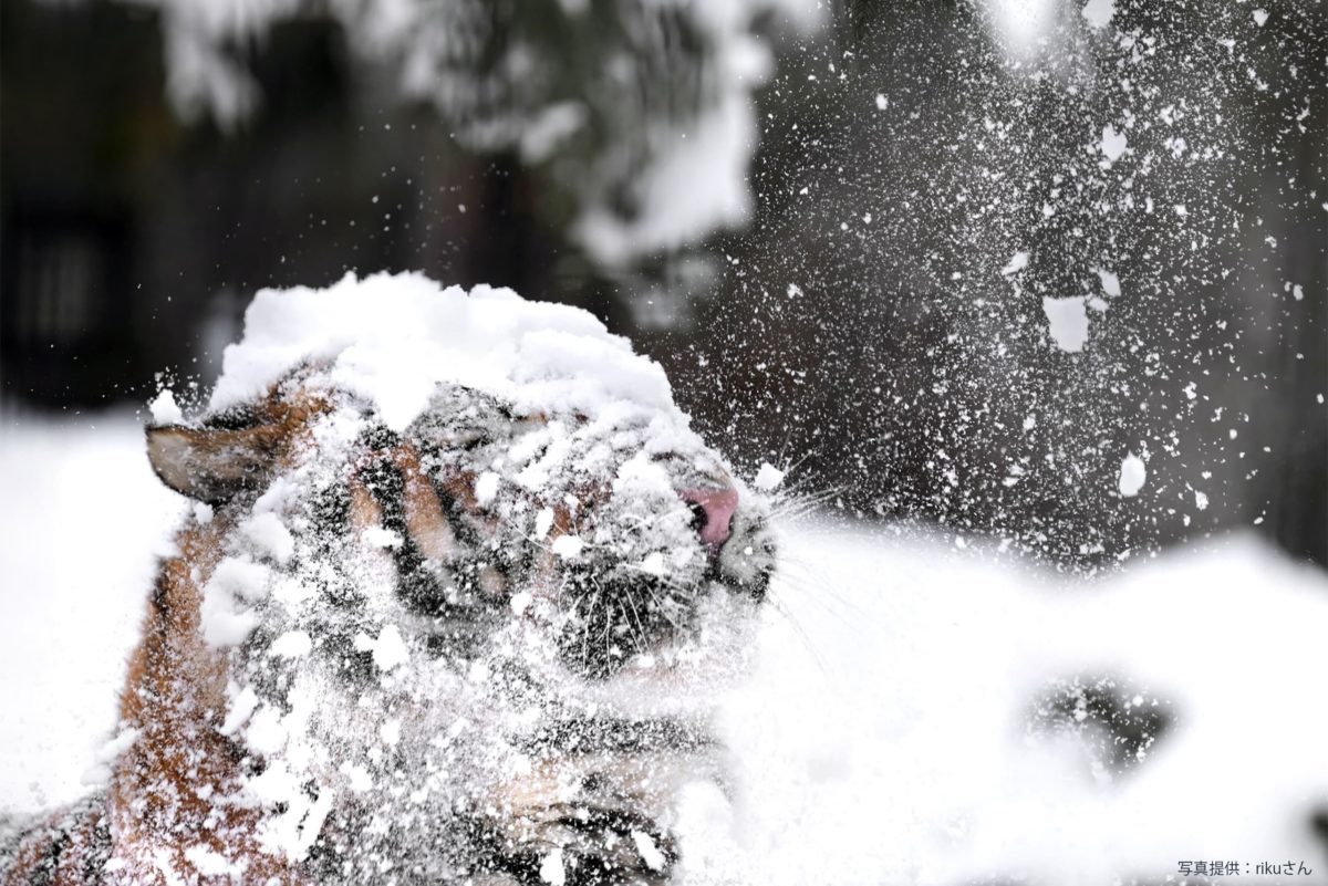 sirabee20211221tora1