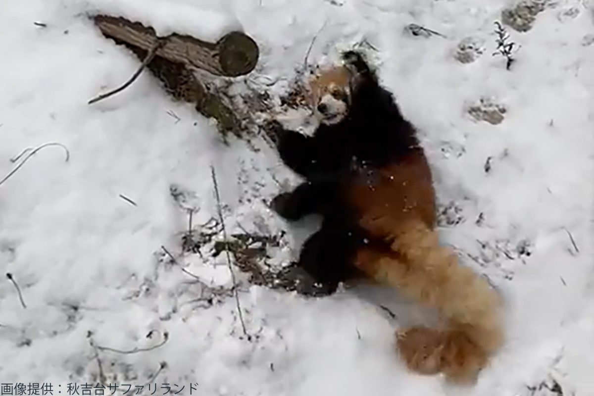 雪と思い切り遊ぶレッサーパンダが超かわいい 雪が降るとおおはしゃぎ Sirabee