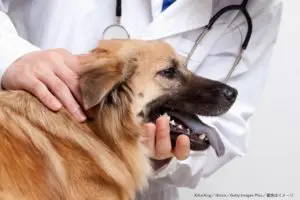 「ペットの耳をミッキーのように丸く整形して」　切除手術を望む飼い主に獣医師が激怒