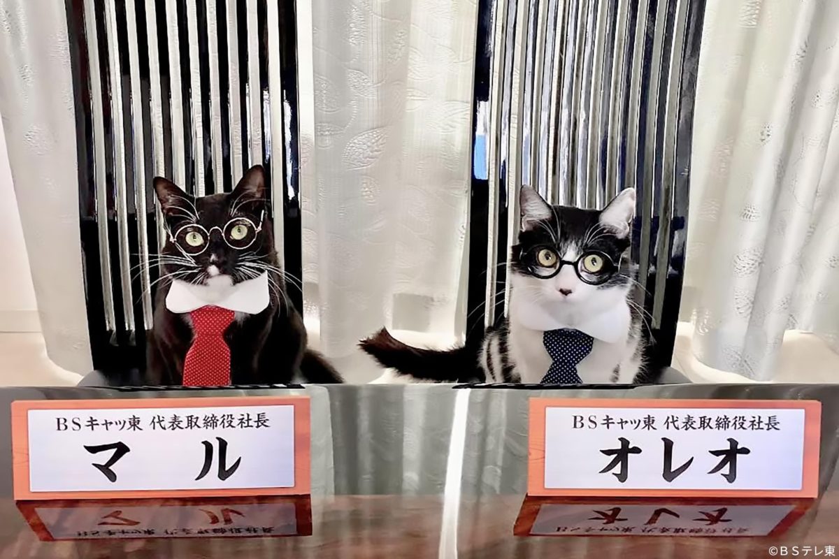 猫の日