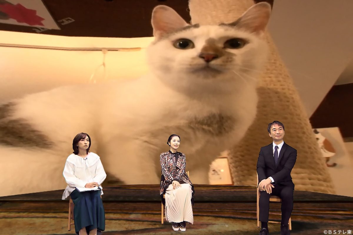 sirabee20220201nekonohi5