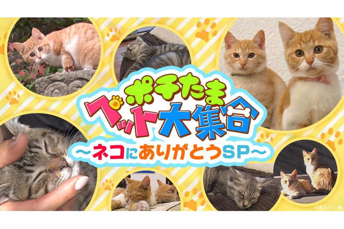 ポチたまペット大集合！ネコにありがとうSP