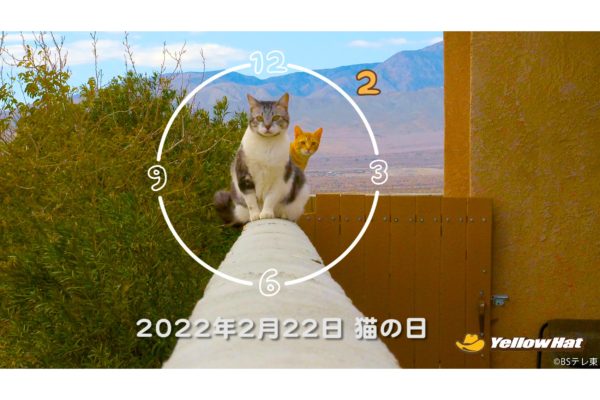 BSキャッ東　猫の日　猫時報