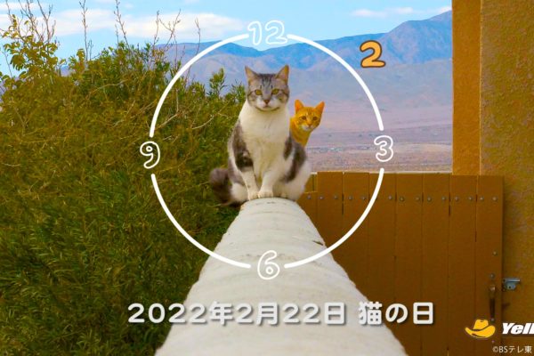 BSキャッ東　猫の日　猫時報