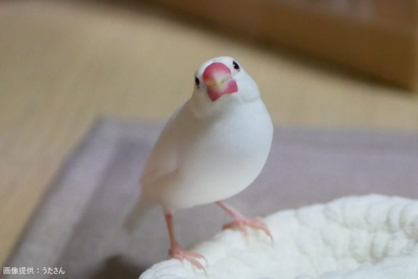 文鳥