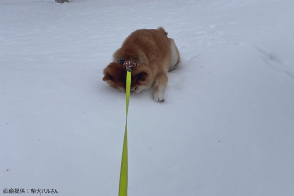 犬　散歩