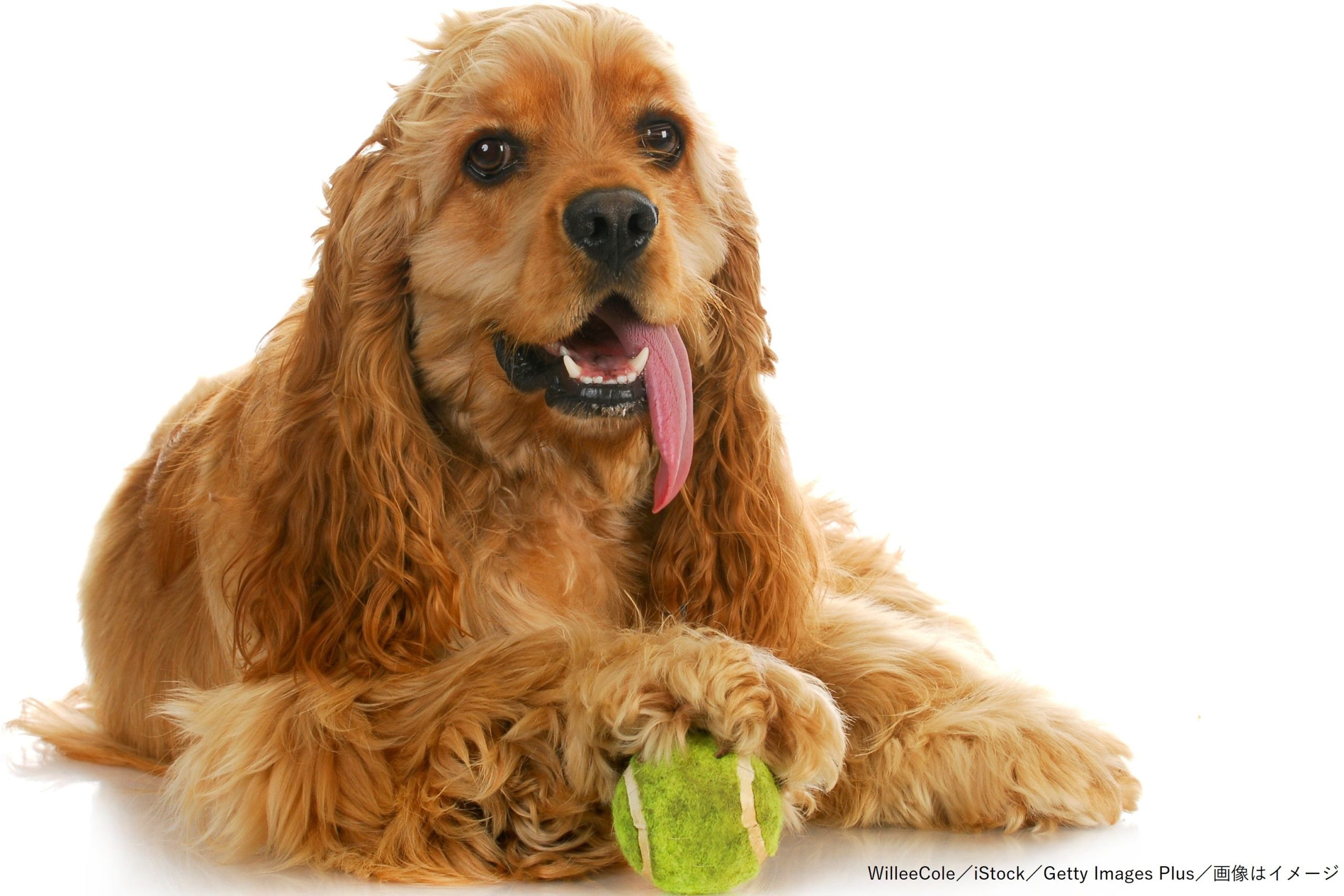 犬がテニスをする驚きの動画 いつの間にかマスター と飼い主も感心 Sirabee
