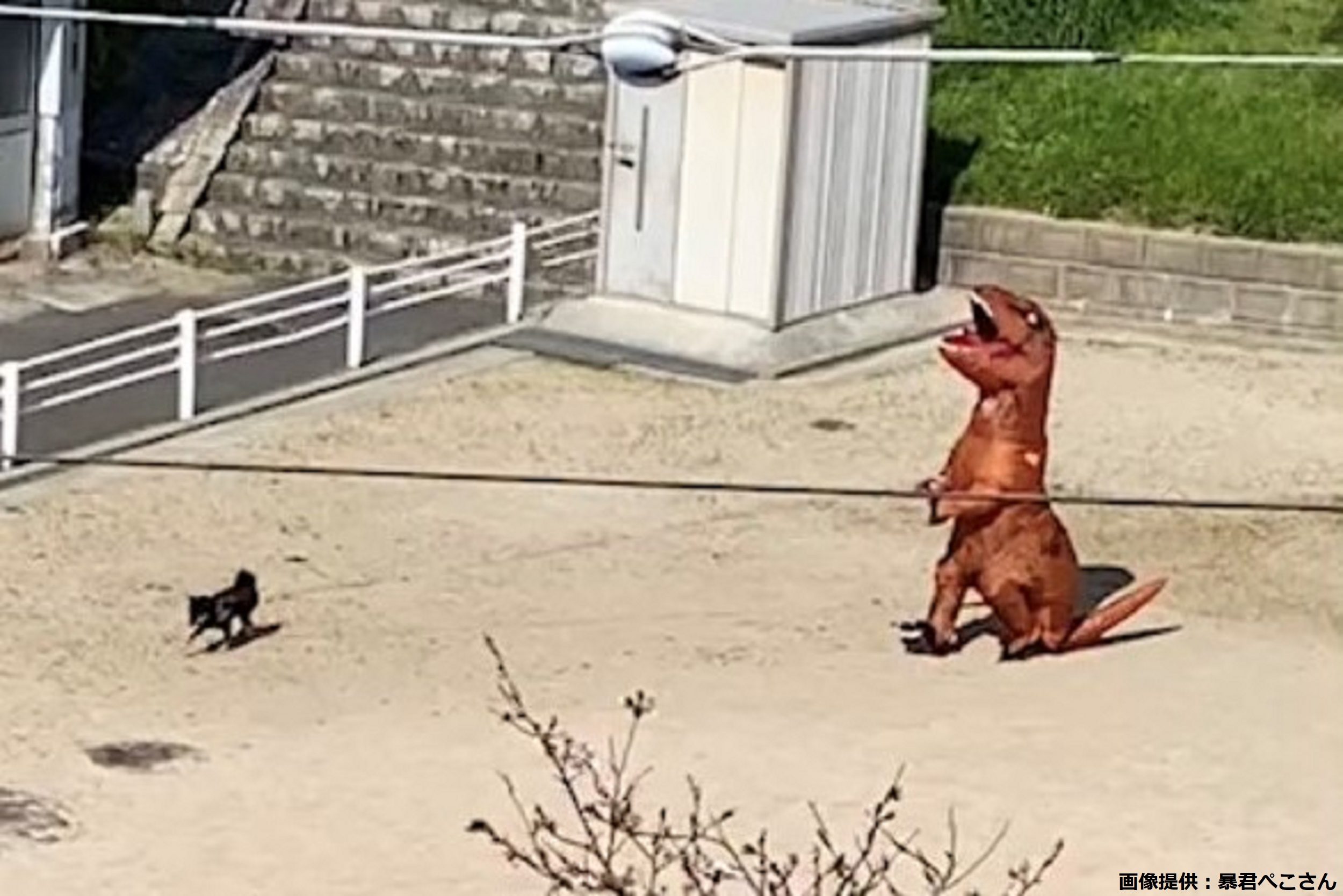 恐竜と犬のシュールな散歩が話題に 目を疑うような光景に 日本だよね と驚愕 Sirabee