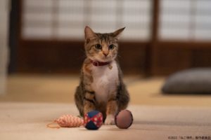 ねこ物件