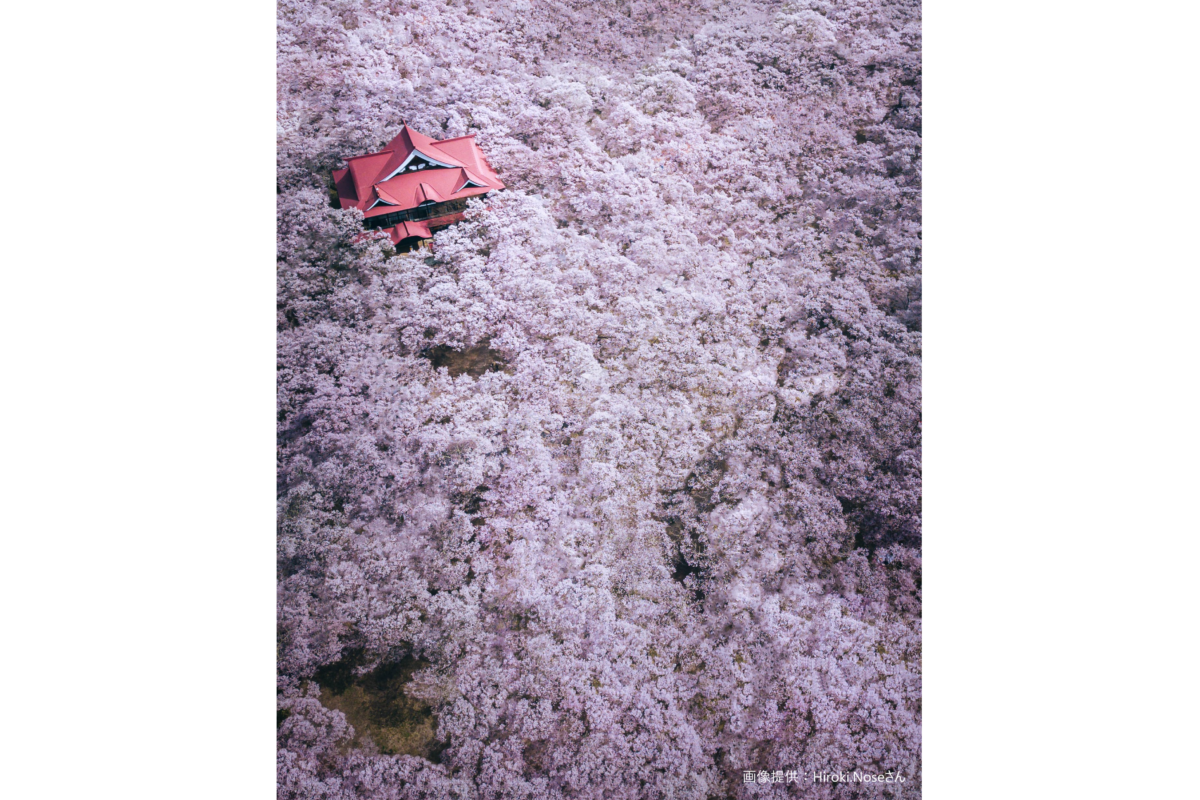 桜の名所 で撮影された一枚の写真 空から見下ろす桜に感動する人が続出 Sirabee