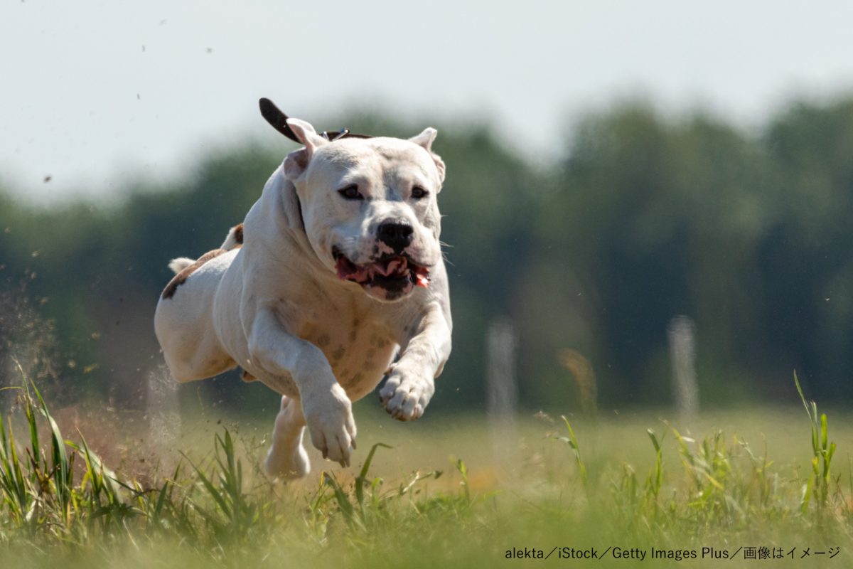 スタッフォードシャー・ブル・テリア・犬