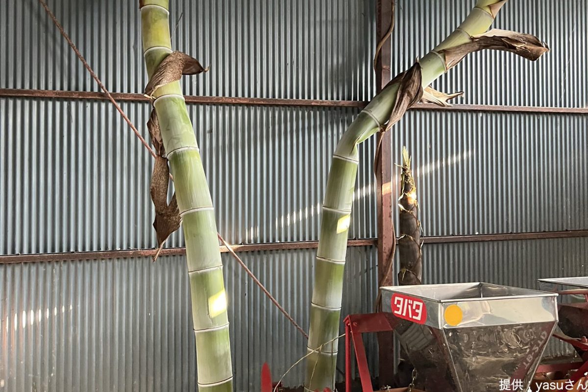 sirabee20220510Bamboo2