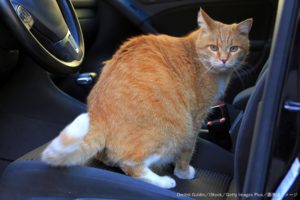 ホームレス男性が車で猫47匹を世話　気温上昇で飼育困難になり当局が出動