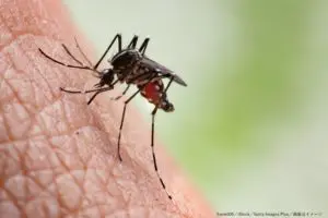 蚊に刺されやすい人の特徴がより細分化　「服の色や呼吸の仕方も要因」と皮膚科医