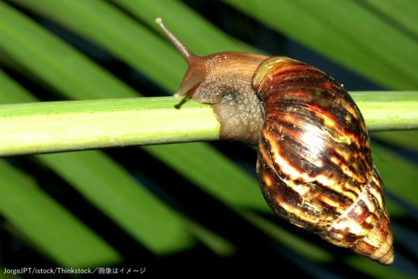 アフリカマイマイ・死のカタツムリ