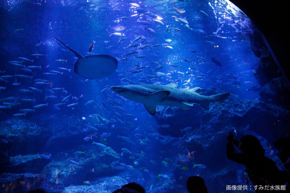 すみだ水族館