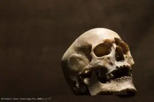 人類学者がリサイクルショップで頭蓋骨を発見　「人間の物らしい」と警察も発表