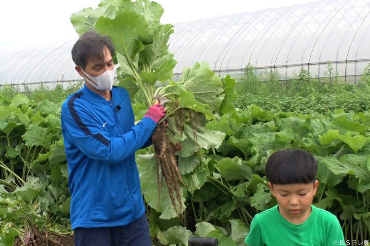 sirabee20220824yasainohi1