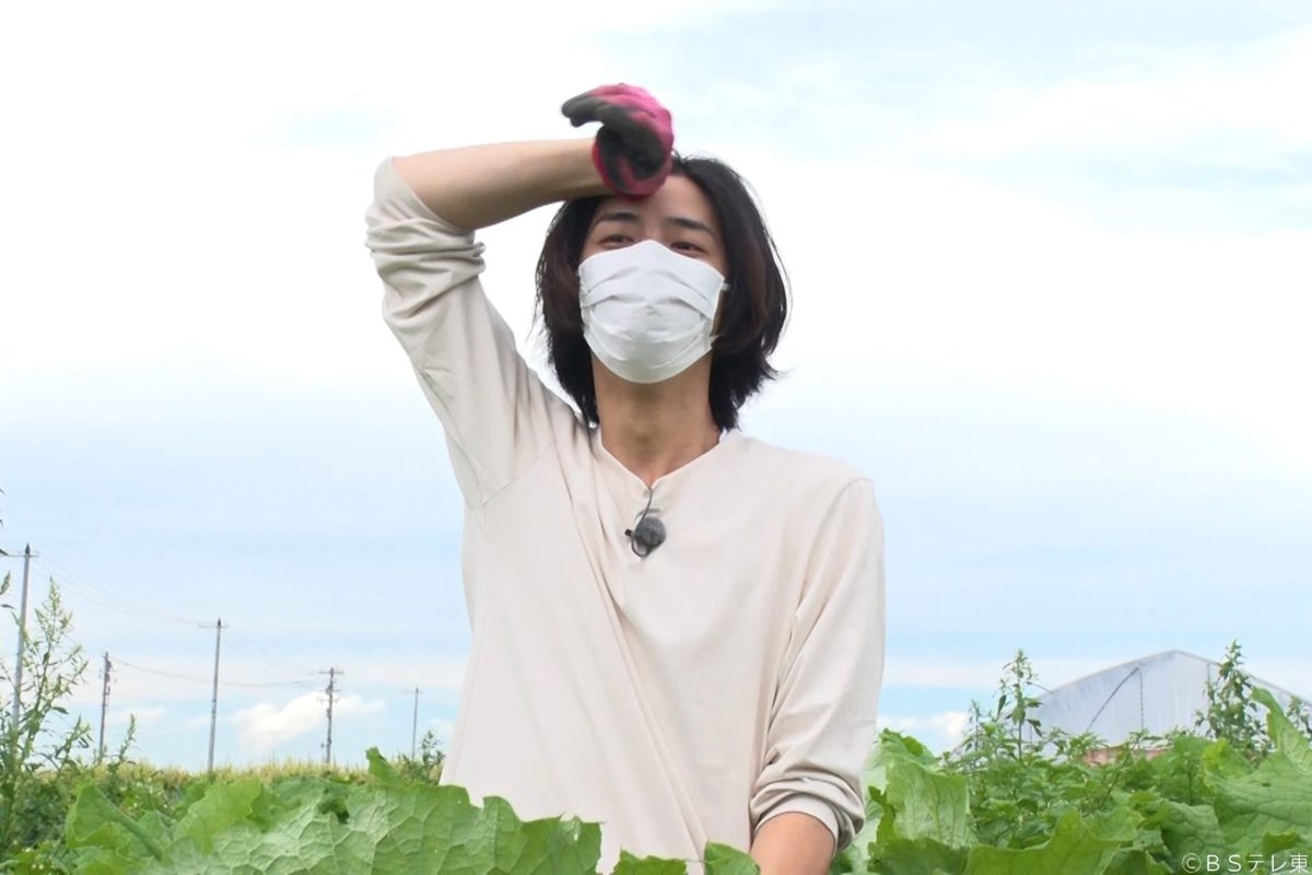 sirabee20220824yasainohi6