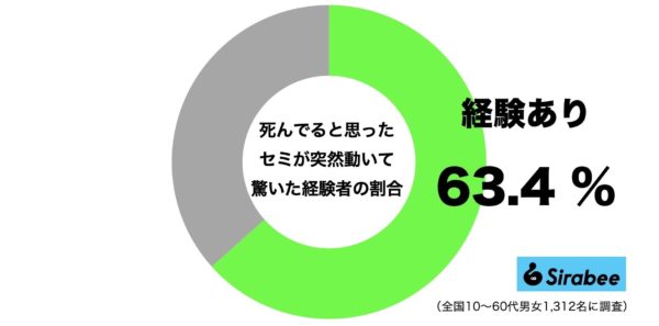 セミファイナル・セミ爆弾