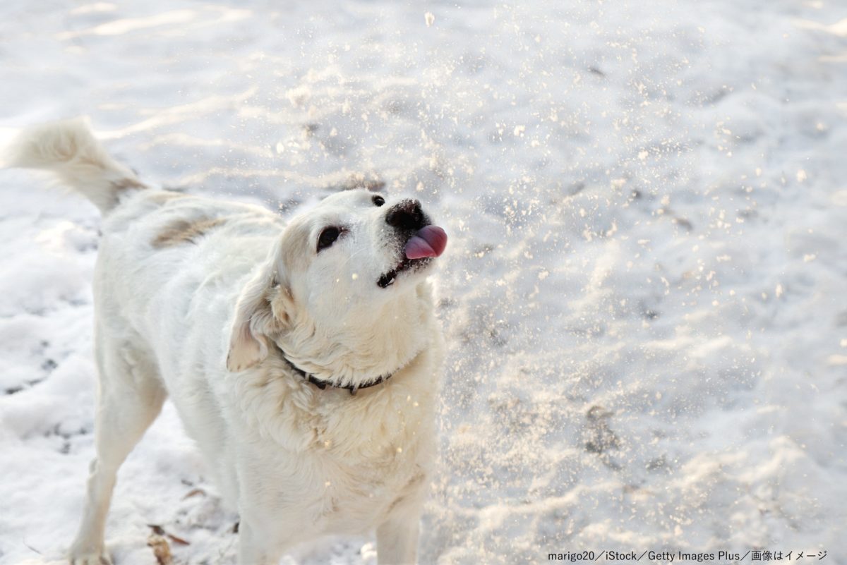 犬・雪