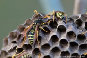 地中にいたハチの大群が２歳児を襲う　裏庭で遊んでいて突然悲鳴を上げる　